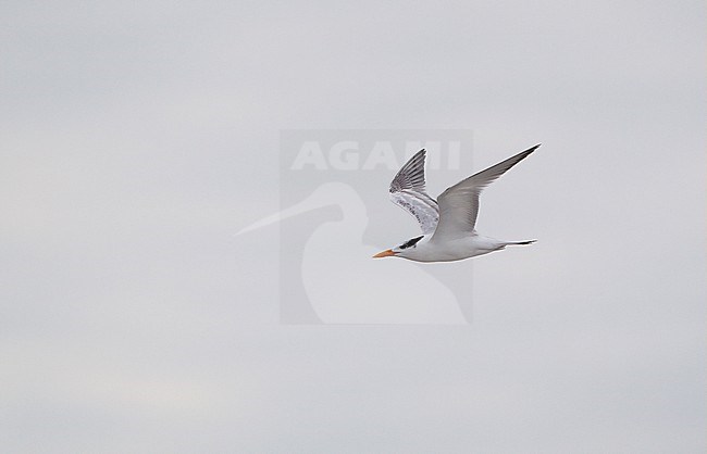 Royal Tern (Thalasseus maximus), in flight at Cape May, New Jersey, USA stock-image by Agami/Helge Sorensen,