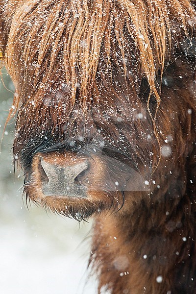 Portrait of Highland Cow (Bos taurus) adult in snowfall stock-image by Agami/Caroline Piek,