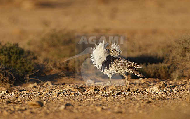 Houbara Bustard (Chlamydotis undulata fuertaventurae) male performing dancing display at Tindaya Plains, Fuerteventura, Canary Islands stock-image by Agami/Helge Sorensen,