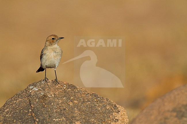 Red-rumped Wheatear - Fahlbürzel-Steinschmätzer - Oenanthe moesta, Morocco, adult female stock-image by Agami/Ralph Martin,