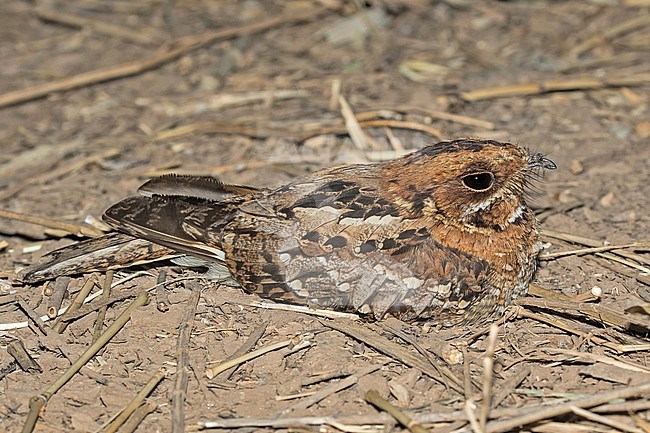 Fiery-necked nightjar (Caprimulgus pectoralis) in Tanzania. stock-image by Agami/Pete Morris,