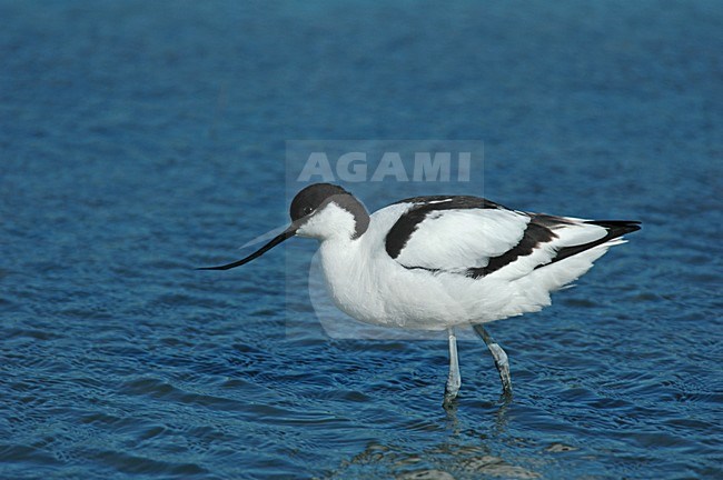 Adulte Kluut, Pied Avocet adult stock-image by Agami/Roy de Haas,