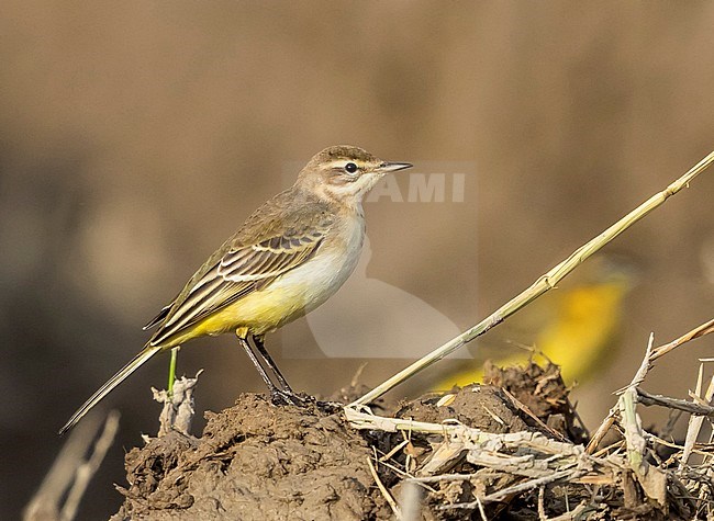 Probable Iberian Yellow Wagtail (Motacilla iberiae), also known as White-throated Wagtail, standing on dry rice field during autumn migration, Ebro Delta, Spain. stock-image by Agami/Rafael Armada,