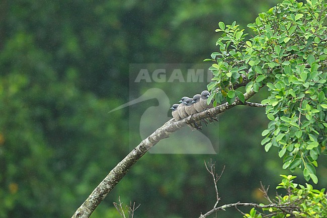 Ashy Woodswallow (Artamus fuscus) group sitting together on branch at Khao Yai National Park, Thailand stock-image by Agami/Helge Sorensen,