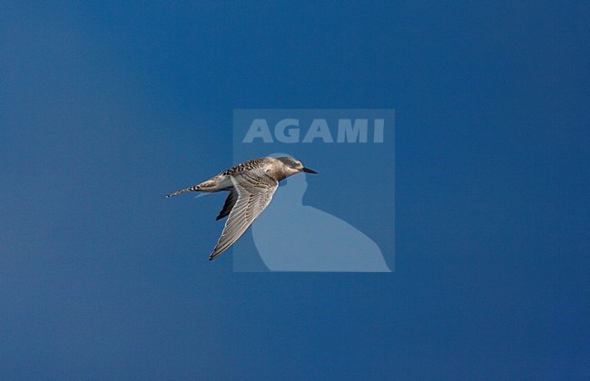 Onvolwassen Antarctische Stern vliegend; Immature Antarctic Tern flying stock-image by Agami/Marc Guyt,