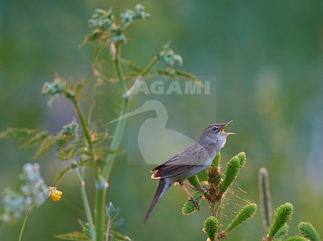 Zingende Sprinkhaanzanger, Singing Common Grasshopper Warbler stock-image by Agami/Markus Varesvuo,