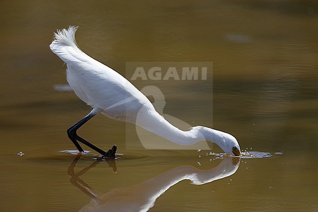 Snowy Egret (Egretta thula), adult hunting in a lake in Everglades NP, Florida, USA stock-image by Agami/Helge Sorensen,