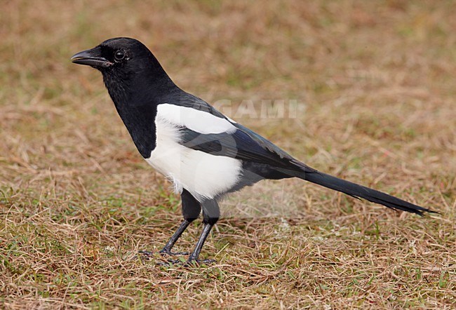 Ekster zittend op de grond; Eurasian Magpie perched on the ground stock-image by Agami/Markus Varesvuo,