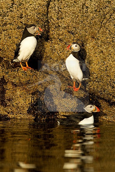 Papegaaiduiker, Atlantic Puffin stock-image by Agami/Danny Green,