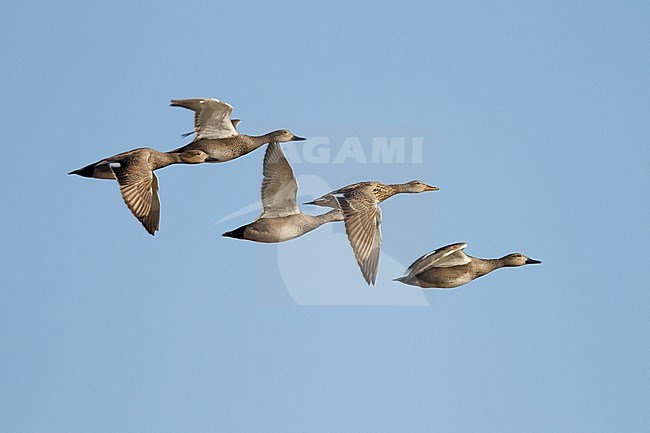 Gadwall - Schnatterente - Anas streperea, Germany, small flock in flight stock-image by Agami/Ralph Martin,