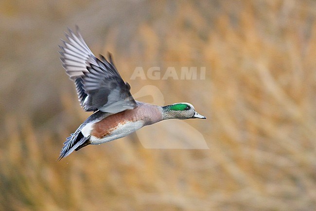 Amerikaanse Smient in vlucht, American Wigeon in flight stock-image by Agami/Glenn Bartley,