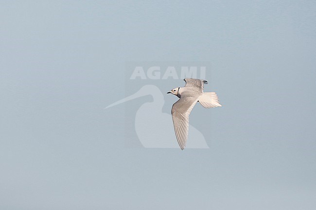 Adult Ross's Gull (Rhodostethia rosea) in summer plumage at a breeding colony in the Indigirka delta on the tundra of Siberia, Russia. stock-image by Agami/Chris van Rijswijk,