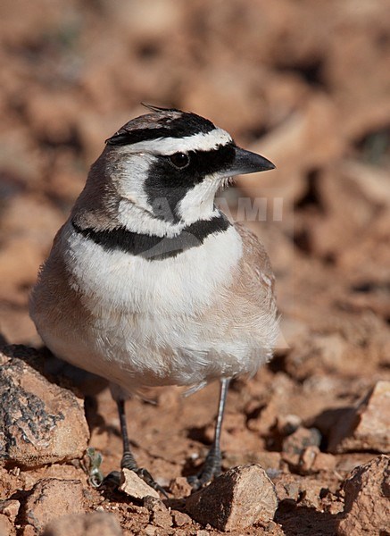 Temminck's Strandleeuwerik zittend, Temminck's Lark perched stock-image by Agami/Markus Varesvuo,