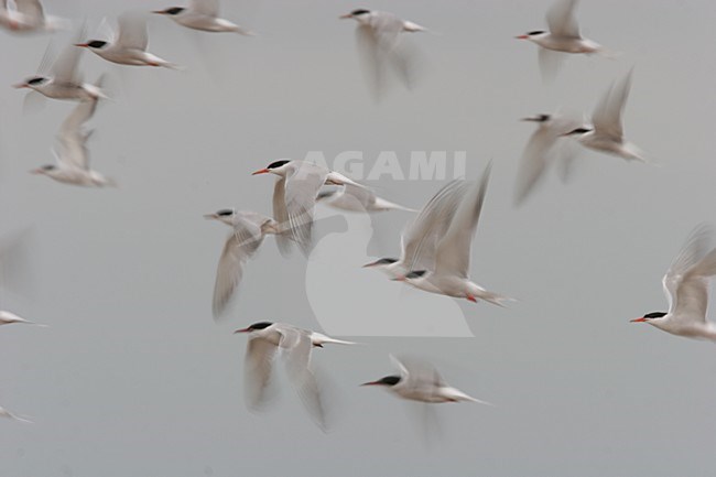 Visdief volwassen vliegend; Common Tern adult flying stock-image by Agami/Menno van Duijn,