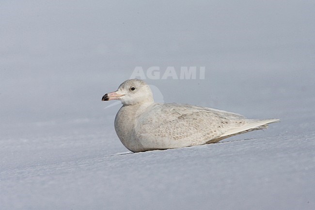 Glaucous Gull immature resting on snow; Grote Burgemeester onvolwassen rustend op sneeuw stock-image by Agami/Marc Guyt,