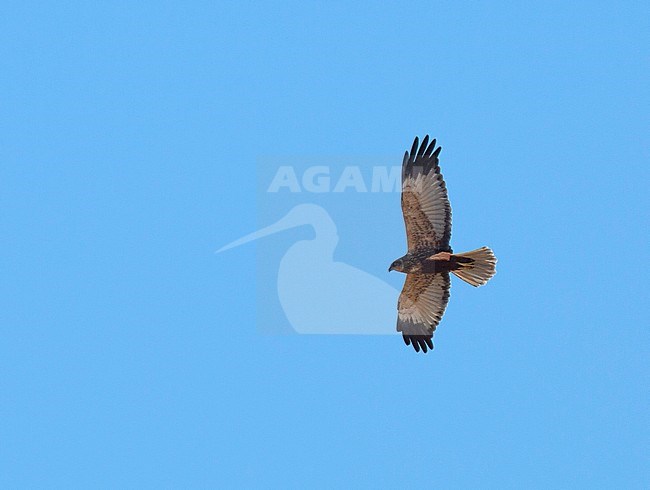 Subadult (third year) male Marsh Harrier (Circus aeruginosus) above a Spanish wetland in early spring. Showing under wings, seen from below. stock-image by Agami/Edwin Winkel,