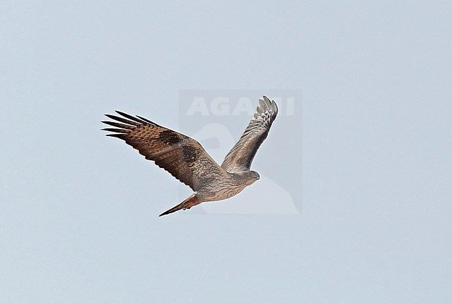 Adulte Havikarend in vlucht; Adult Bonelli's Eagle (Aquila fasciata) in flight stock-image by Agami/Tomi Muukkonen,