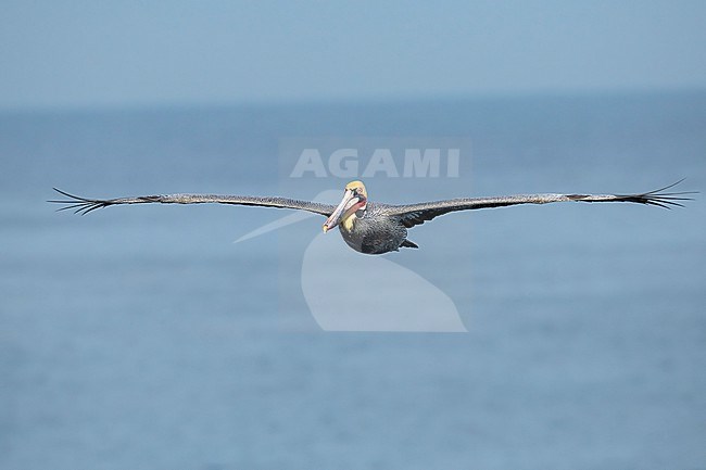 Adult breeding
San Diego Co., CA
January 2020 stock-image by Agami/Brian E Small,