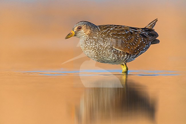 Adult Spotted Crake (Porzana porzana) wading in shallow water in local marshland in Italy. stock-image by Agami/Daniele Occhiato,