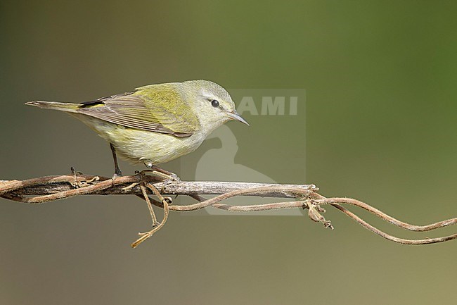 Adult female
Galveston Co., TX
May 2018 stock-image by Agami/Brian E Small,