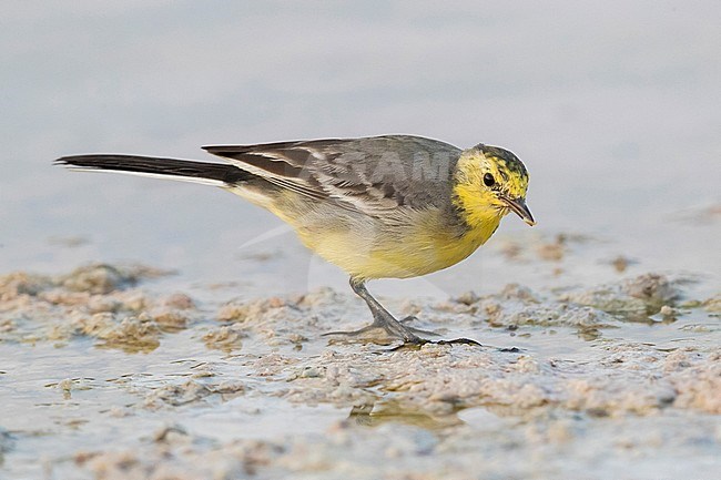 Citrine Wagtail (Motacilla citreola), side view of an adult in winter plumage in Oman stock-image by Agami/Saverio Gatto,