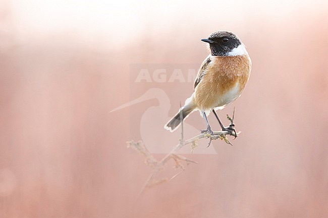 European Stonechat (Saxicola rubicola) in Italy. stock-image by Agami/Daniele Occhiato,