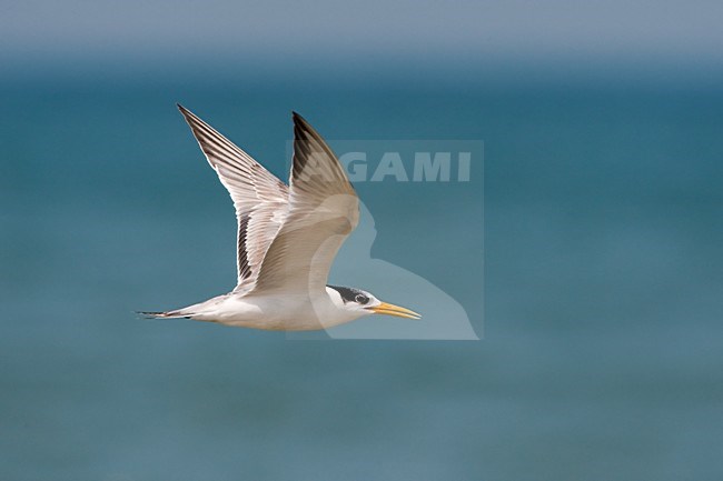 Bengaalse Stern in vlucht; Lesser Crested Tern in flight stock-image by Agami/Daniele Occhiato,