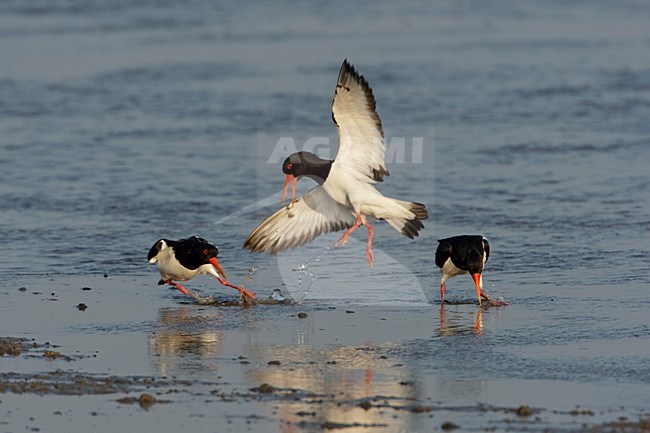 Vechtende Scholeksters; Fighting Eurasian Oystercatchers stock-image by Agami/Arie Ouwerkerk,