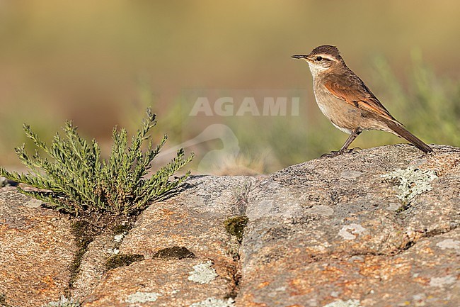 Cordoba Cinclodes (Cinclodes comechingonus) Perched on a rock in Argentina stock-image by Agami/Dubi Shapiro,