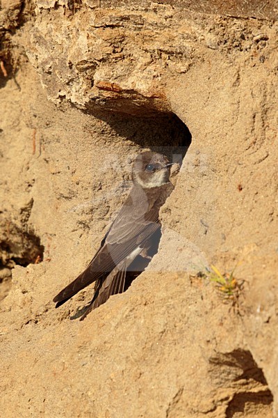 Oeverzwaluw zittend voor het nest; Sandmartin sitting in front of nest stock-image by Agami/Walter Soestbergen,