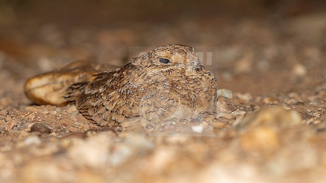 Juvenile Golden Nightjar (Caprimulgus eximius) sitting at night in the desert, Oued Chiaf, Western Sahara. stock-image by Agami/Vincent Legrand,