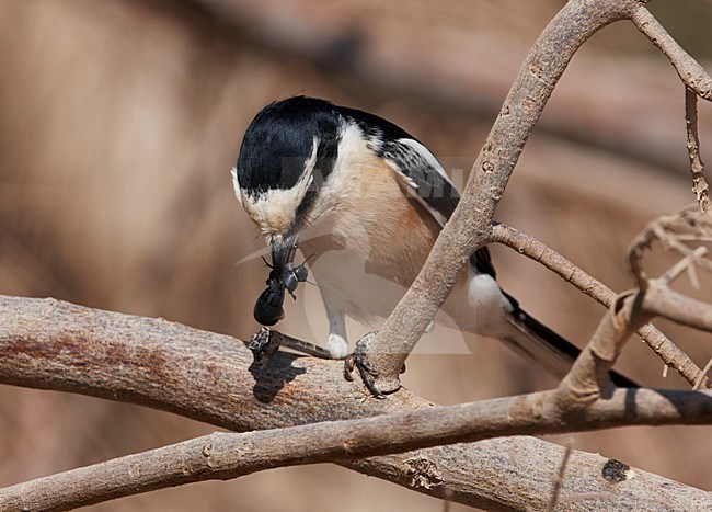 Maskerklauwier met prooi; Masked Shrike with prey stock-image by Agami/Markus Varesvuo,