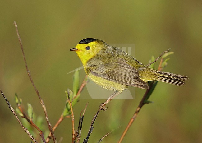 Adult male
Seward Peninsula, AK
June 2018 stock-image by Agami/Brian E Small,