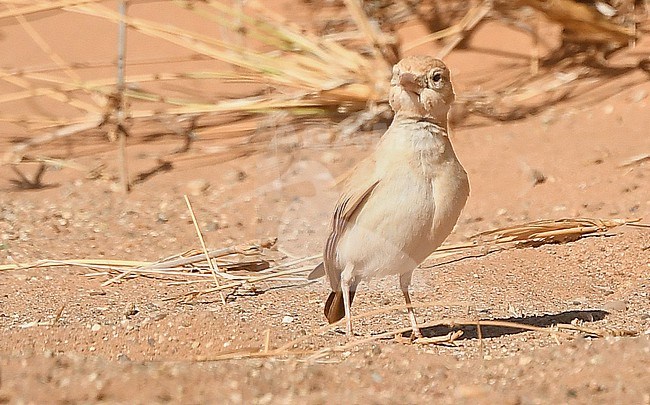 Dunn's Lark (Eremalauda dunni) lives at the open Sahara desert. stock-image by Agami/Eduard Sangster,