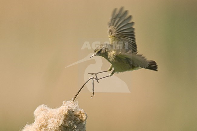 Landende Tjiftjaf; Common Chiffchaff landing stock-image by Agami/Han Bouwmeester,