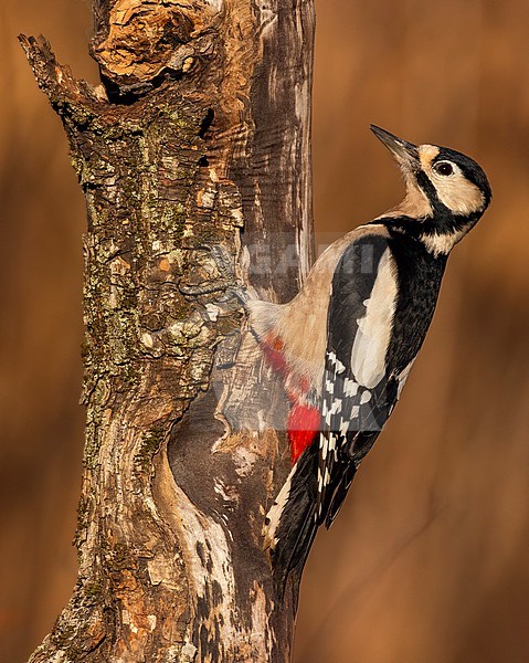 Great Spotted Woodpecker (Dendrocopos major) stock-image by Agami/Daniele Occhiato,