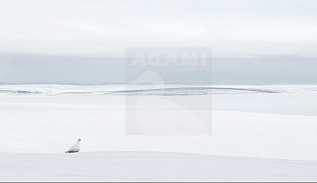 Mannetje Alpensneeuwhoen in de sneeuw, Male Rock Ptarmigan in the snow stock-image by Agami/Markus Varesvuo,