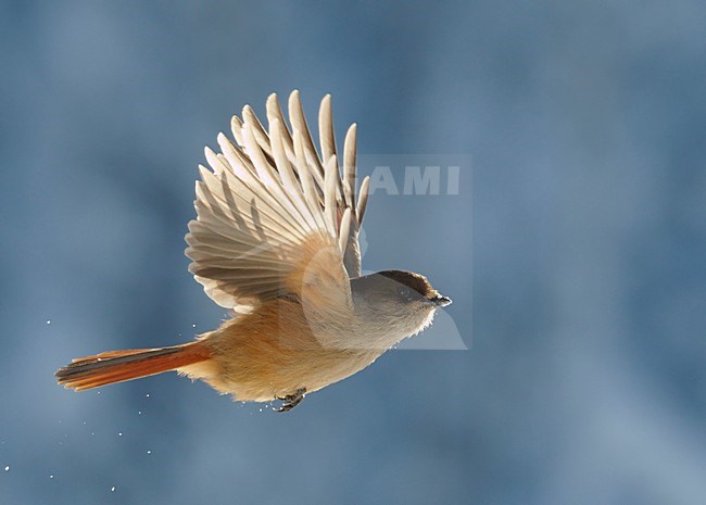 Taigagaai in de vlucht; Siberian Jay in flight stock-image by Agami/Markus Varesvuo,