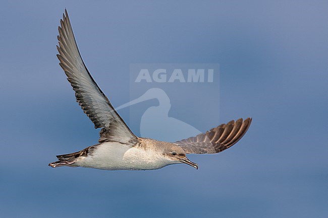 Yelkouan Shearwater (Puffinus yelkouan) in Italy. stock-image by Agami/Daniele Occhiato,