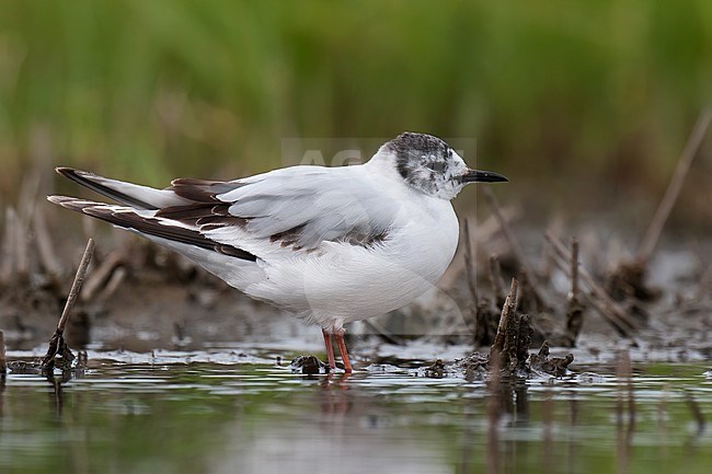 Little Gull (Hydrocoloeus minutus), side view of 2nd summer bird standing on shallow water stock-image by Agami/Kari Eischer,