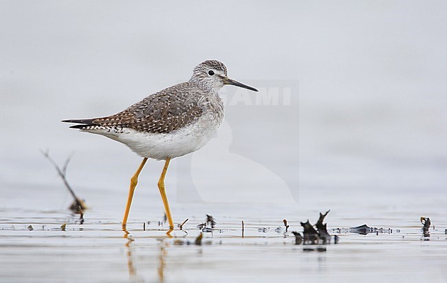 Kleine Geelpootruiter, Lesser Yellowlegs, Tringa flavipes stock-image by Agami/Arie Ouwerkerk,