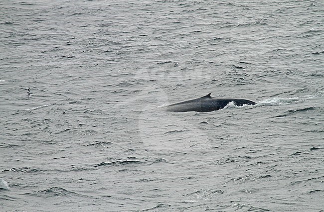 Fin whale near South Georgia stock-image by Agami/Pete Morris,