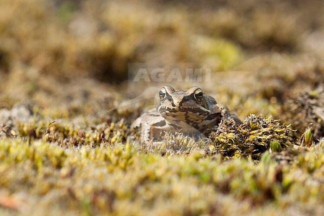 Heikikker; Moor Frog stock-image by Agami/Theo Douma,