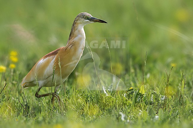 Ralreiger; Squacco Heron stock-image by Agami/Daniele Occhiato,