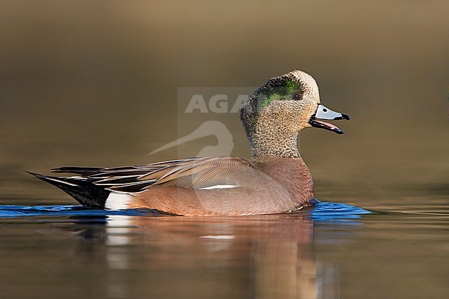 Amerikaanse Smient, American Wigeon stock-image by Agami/Glenn Bartley,