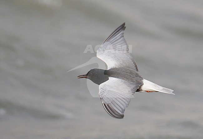 Volwassen Witvleugelstern in vlucht, Adult White-winged Tern in flight stock-image by Agami/Markus Varesvuo,