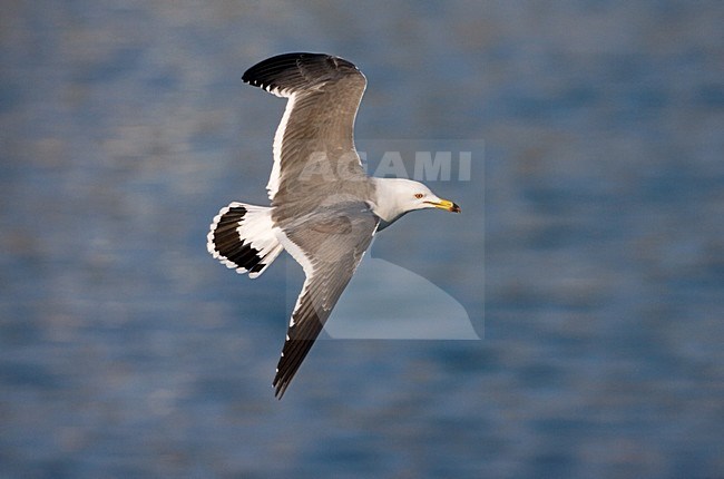 Black-tailed Gull adult flying; Zwartstaartmeeuw volwassen vliegend stock-image by Agami/Marc Guyt,
