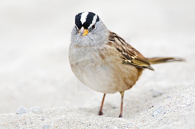 Witkruingors; White-crowned Sparrow stock-image by Agami/Marc Guyt,