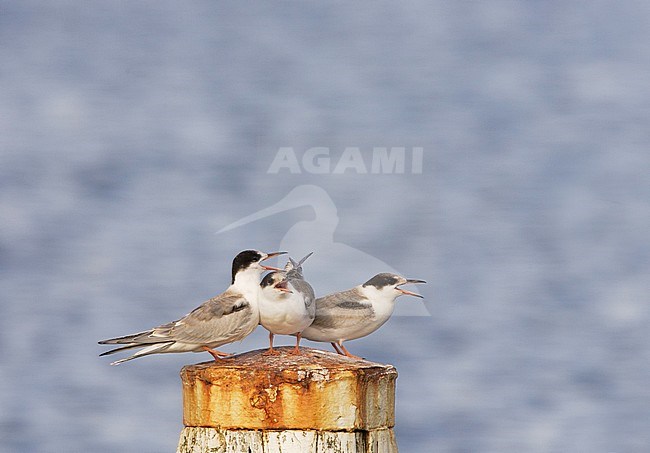 Common Tern juvenile calling, Visdief zittend roepend jongen stock-image by Agami/Arie Ouwerkerk,