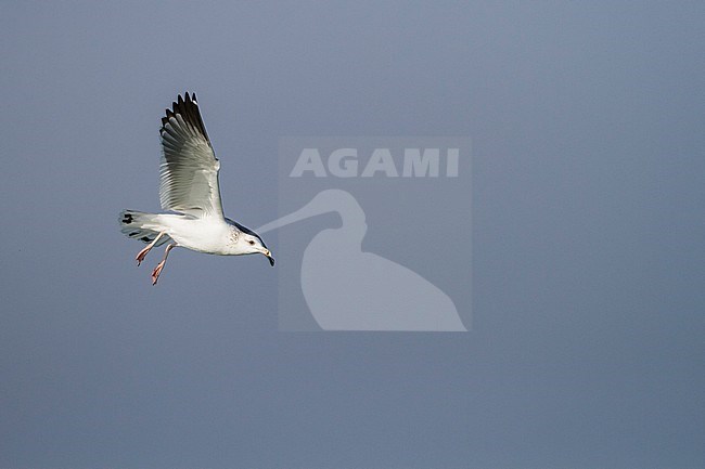 Heuglin's Gull - Tundramöwe - Larus heuglini, Oman, 2nd W stock-image by Agami/Ralph Martin,